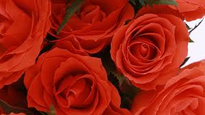 3 tips for making cut flowers last longer | how to make flowers last longer How To Keep Cut Flowers Fresh Longer Tips For Valentine S Day Abc7 San Francisco