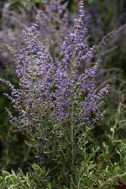 Image result for Perovskia atriplicifolia 'blue spire'