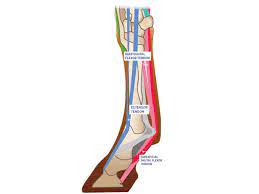 Flexor tendon repair | 1 year surgery update подробнее. Tackling Tendon Injuries Horse And Rider