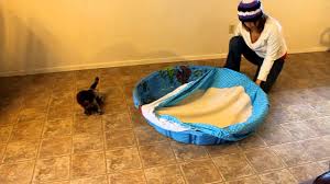 Here are some essential items to have on hand and tips to help your cat have a successful and safe delivery. Cheap Whelping Box Ideas And Plans Lovetoknow