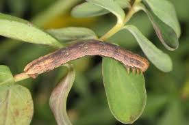 Image result for Aplocera efformata