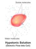 Image result for what prevents a plant cell from bursting when placed in water? course hero