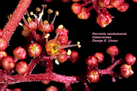 Image result for Celastraceae