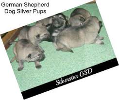 Check spelling or type a new query. German Shepherd Puppies For Sale In Milwaukee Agriseek Com