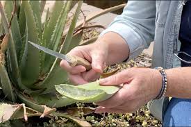 Image result for Aloe