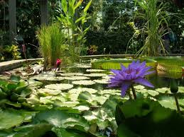 Feiern sie ihr fest in unserem restaurant oder biergarten! Im Tropenhaus Picture Of Botanischer Garten Augsburg Tripadvisor
