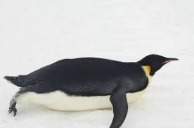 Buzzfeed staff the more wrong answers. How Much Do You Know About Penguins Explore Awesome Activities Fun Facts Cbc Kids