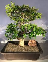 Bonsaiboy Flowering Mount Fuji Serissa With Raised Roots Serissa Foetida