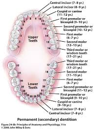 7 best photos of anterior and posterior teeth posterior