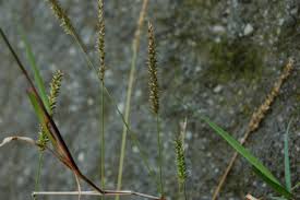 Image result for Sacciolepis indica