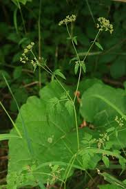 Image result for Torilis