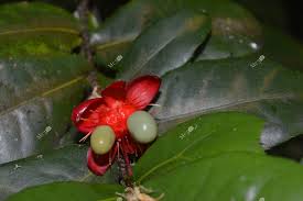 Image result for Ochnaceae