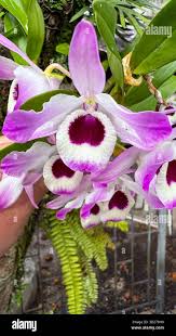 Image result for Orchidaceae