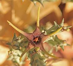 Image result for Orbea lugardii