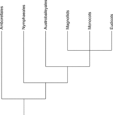 angiosperm phylogeny group an overview sciencedirect topics