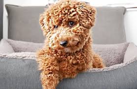 Maybe you would like to learn more about one of these? Cavapoo 12 Amazing Things About Cavdoodle Dogs