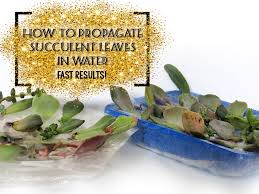 Check spelling or type a new query. How To Propagate Succulent Leaves In Water Fast Results Succulent Plants Uk