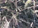 Image result for Boscia foetida