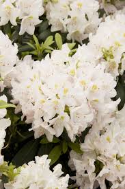 White Catawba Rhododendron Monrovia White Catawba Rhododendron Landscaping With Rocks Part Shade Plants Monrovia Plants