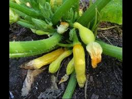 Maybe you would like to learn more about one of these? Common Problems Of Zucchini And Squash Plants In Urban Patio Container Garden Youtube