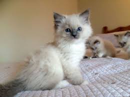 Ragdoll Kittens Blue Mitted Lilac Ragdoll Kitten Ragdoll Cat Kittens Cutest