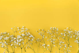 Maybe you would like to learn more about one of these? Download White Baby Breath S Flower On Yellow Background For Free Yellow Background Yellow Wallpaper Yellow Aesthetic Pastel