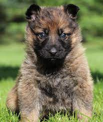 German Shepherd Puppies For Sale From World Class Breeder Kraftwerk K9 Puppies For Sale Shepherd Puppies German Shepherd Puppies