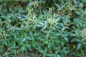 Image result for Desmodium