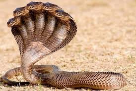 نتیجه جستجوی لغت [headed] در گوگل