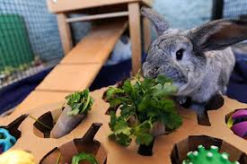 Toys For Pet Bunnies Best Friends Animal Society