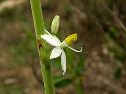 Image result for Chlorophytum affine
