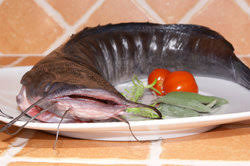 Welsfilet Im Ofen Rezept