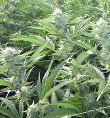 The inventory categorizes plants that threaten california's natural areas. All About Pot Cdfw Answers Cannabis Questions