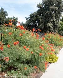 Image result for Caesalpinia