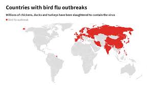 More than a dozen types of bird flu have been identified, including the two strains that have most recently. Reeling From Coronavirus Asia S Poultry Farmers Battle Bird Flu Outbreak Asia Newsday