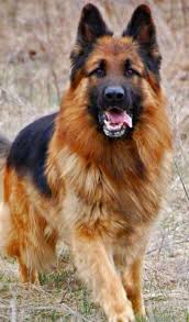 Pin On Owczarek Niemiecki