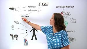 It is transmitted to humans primarily through consumption of contaminated foods, such as raw or undercooked ground meat products, raw. What Is E Coli What Can You Do To Protect Yourself And Others Youtube
