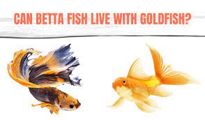 He kind of eats them and then spits it back. Can Betta Fish Live With Goldfish Betta Fish Care Articles