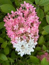 Image result for Julbernardia paniculata