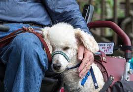 Maybe you would like to learn more about one of these? Service Dogs 101 Everything You Need To Know About Service Dogs