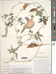 Image result for Kedrostis leloja