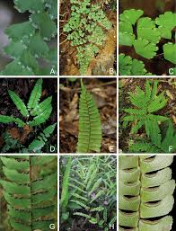 Image result for Adiantum vogelii