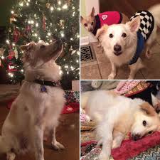 We are a small family operated breeder near eaton, ohio that specializes in beautiful looking labrador retrievers. American Labrador Retriever Puppies Ohio Bmo Show