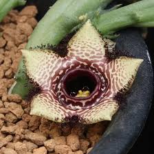 Image result for Orbea paradoxa