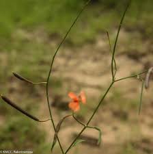 Image result for Microcharis