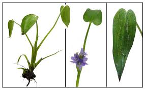 Image result for Monochoria