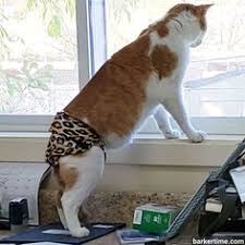Discover why following some widely held beliefs ca. 67 Cat Diapers Made In Usa Ideas Dog Diapers Cats Cat In Heat