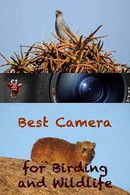 Best Camera For Birding And Wildlife The Wild Life Camera For Birding Camera For Safari Camera For Beginners Best Tipps Fotografie Ideen Bildbearbeitung