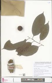 Image result for Coula edulis