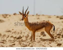 We did not find results for: Shutterstock Puzzlepix